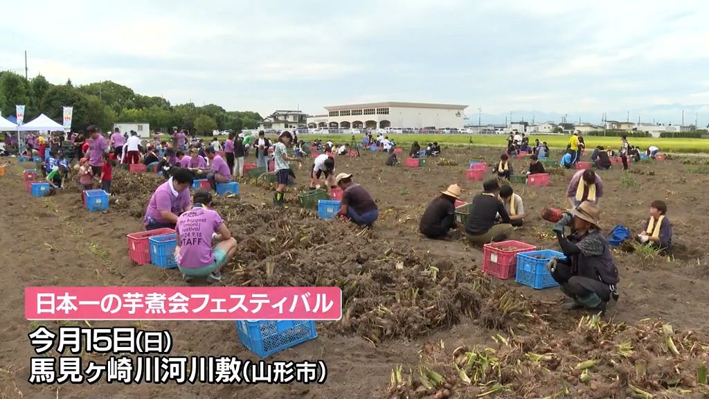 芋煮3万食分のサトイモを確保　日本一の芋煮会フェスに向けて収穫作業　山形市