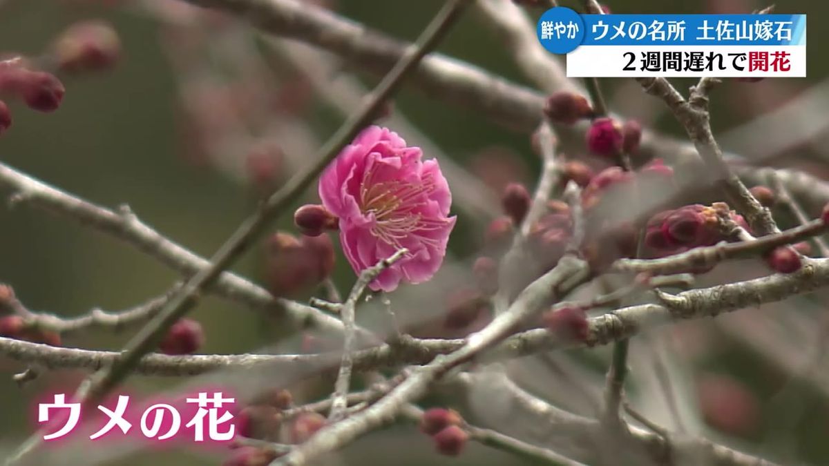 ウメの名所・高知市土佐山の嫁石地区でウメが咲き始める 花の大きさは例年以上か【高知】