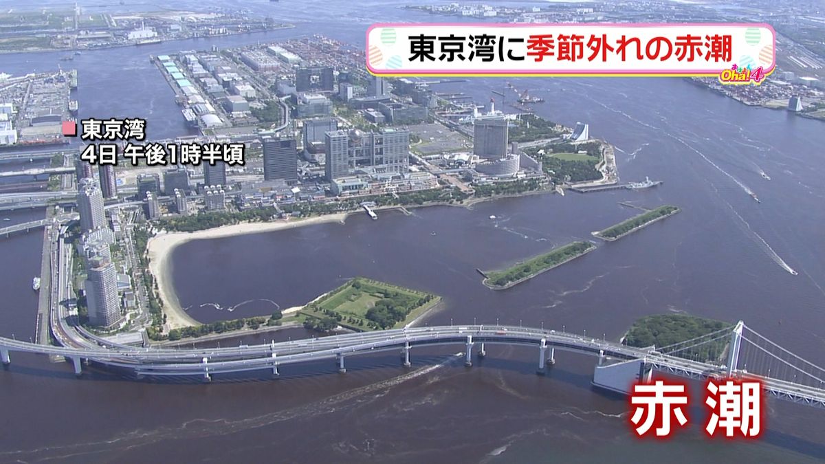 季節外れの暑さ…東京湾で赤潮が発生