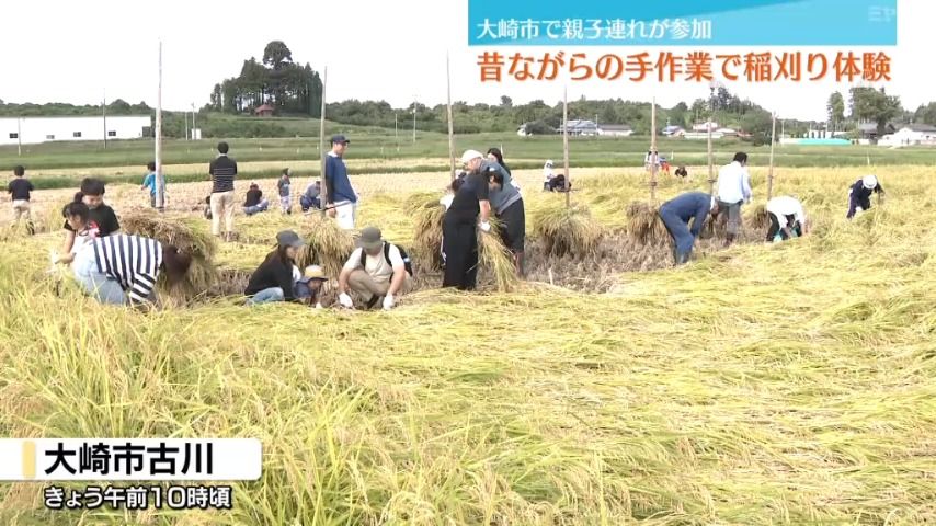 ＜昔ながらの手作業で＞親子が新米の稲刈り体験（宮城・大崎市）