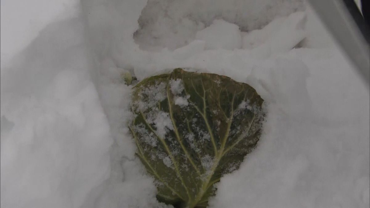 「雪下キャベツ」の収穫が最盛期　福島