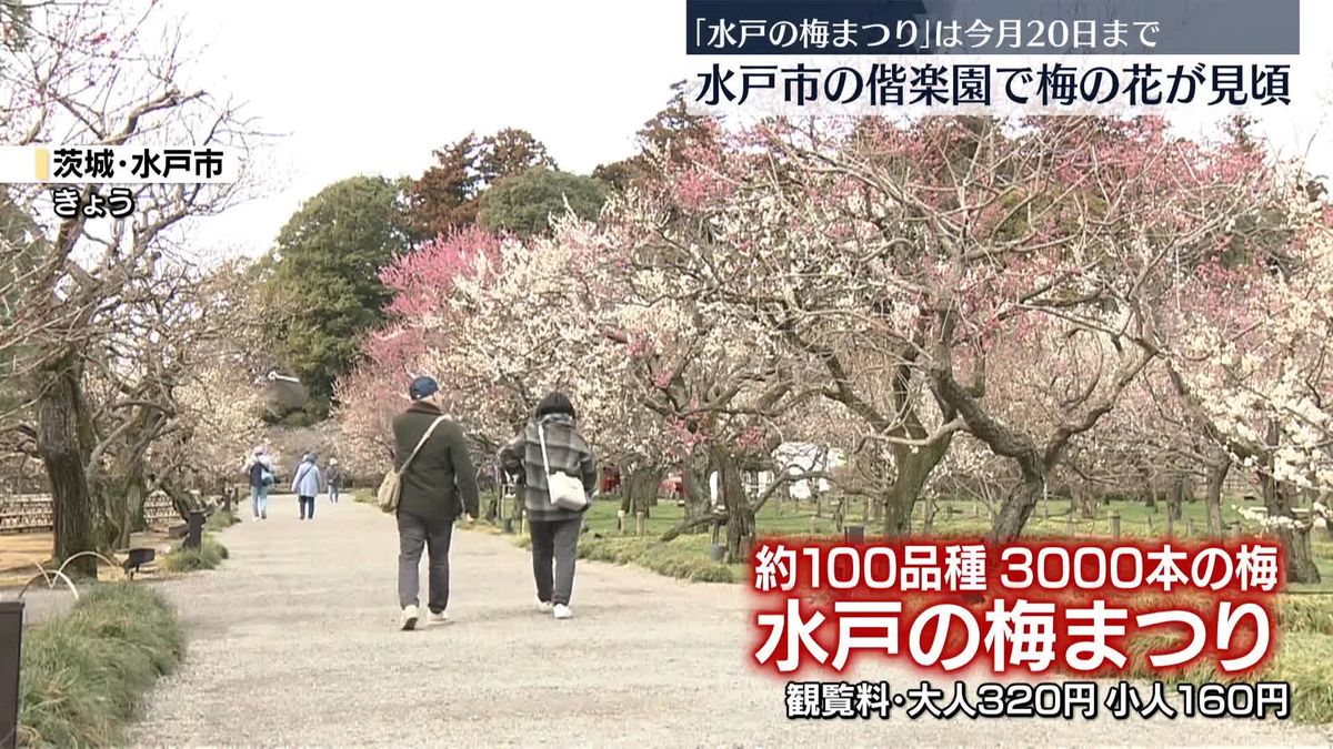 梅の名所　水戸市の偕楽園で梅の花が見頃