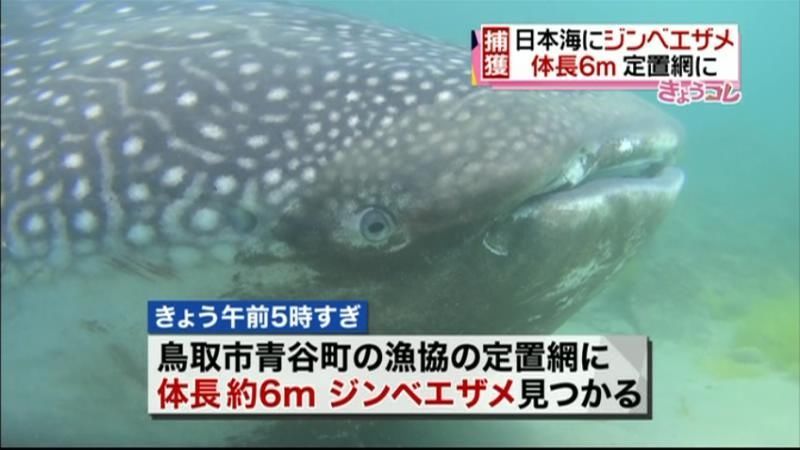 日本海では珍しい…鳥取でジンベエザメ発見