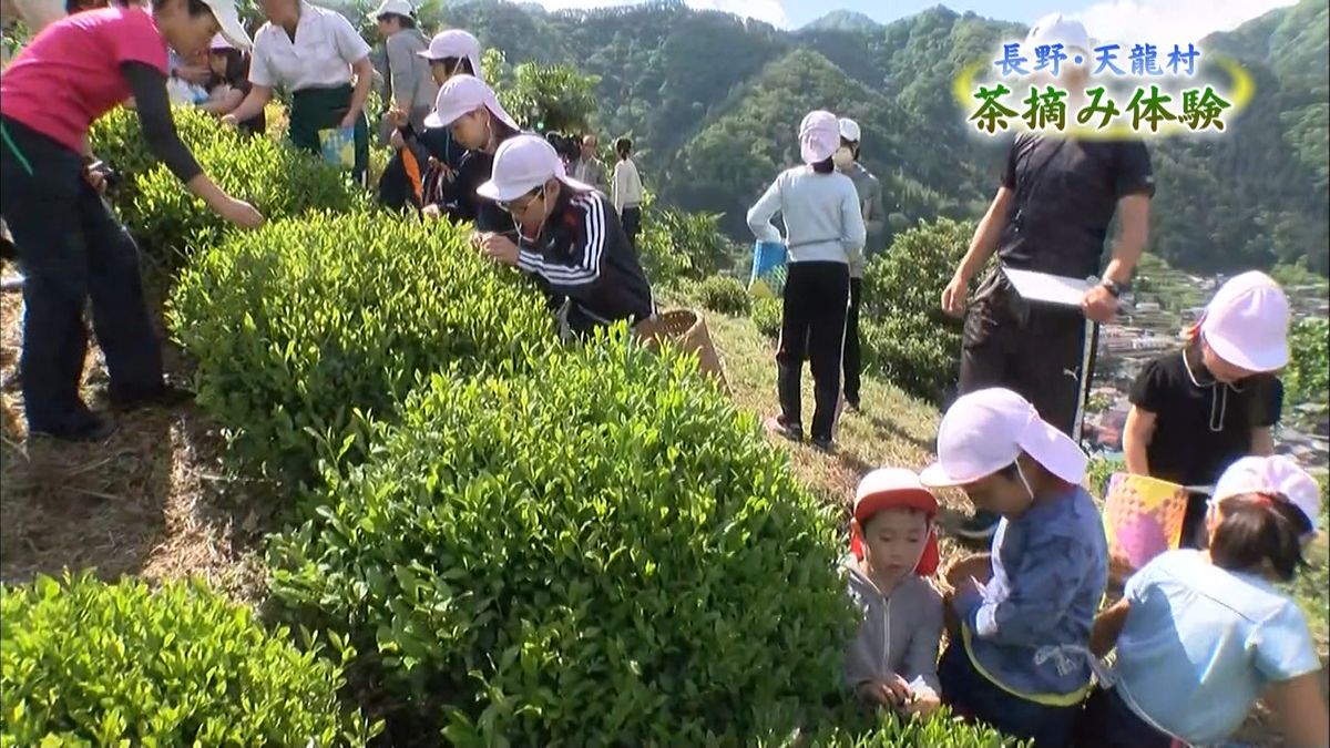 長野県天龍村　小学生たちが一番茶を摘む