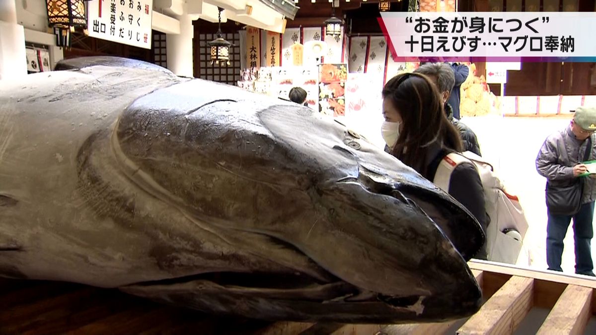 西宮神社　十日えびす前に特大まぐろを奉納