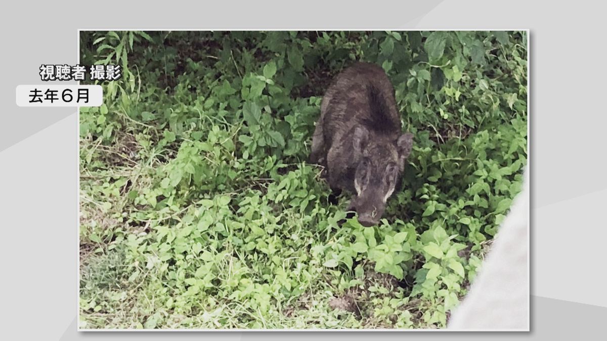 犬の散歩中にイノシシに襲われ　40代男性が全治2週間のけが　現場近くでは以前からイノシシが出没　大分