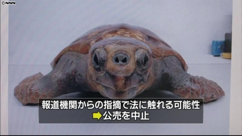 売買禁止のウミガメ剥製、町がネットに出品｜日テレNEWS NNN