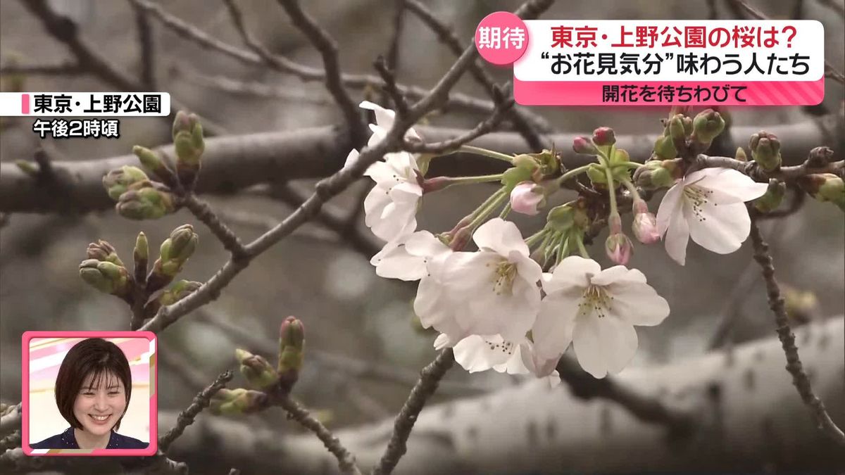 開花待ちわびて…ひと足先にお花見気分　東京・上野公園から中継