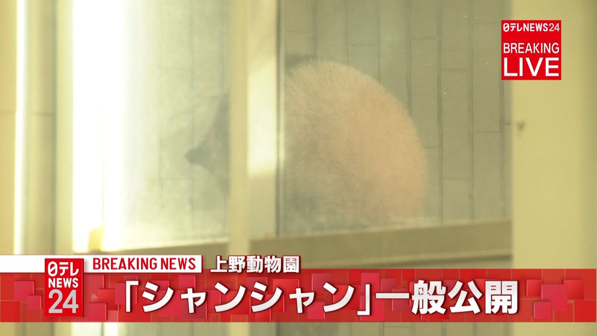 上野動物園パンダ「シャンシャン」一般公開