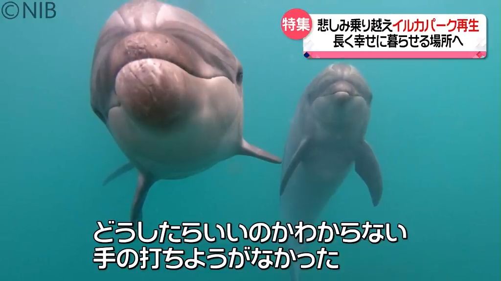 悲しみ乗り越え再生の道へ「イルカが長く幸せに暮らせる場所へ」壱岐島のイルカパーク《長崎》
