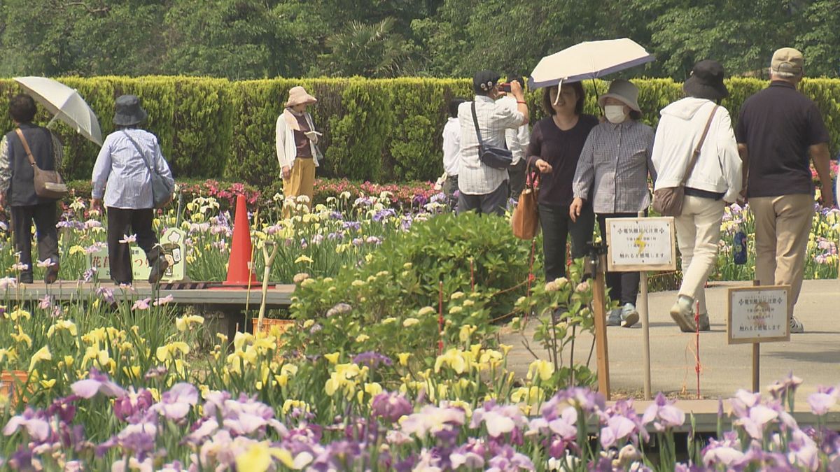 県内各地で真夏日に　あわら市で「花菖蒲まつり」開幕　300種類20万本が見ごろ