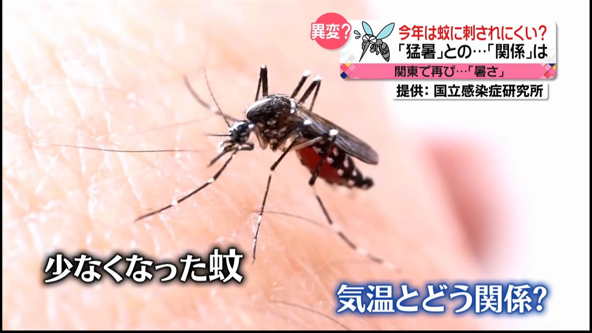 検証「蚊と猛暑の関係」今後は増加見込みも