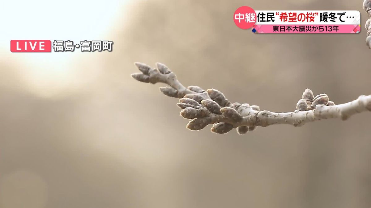 “希望の桜”住民「人が戻るきっかけに」　福島・富岡町　東日本大震災から13年