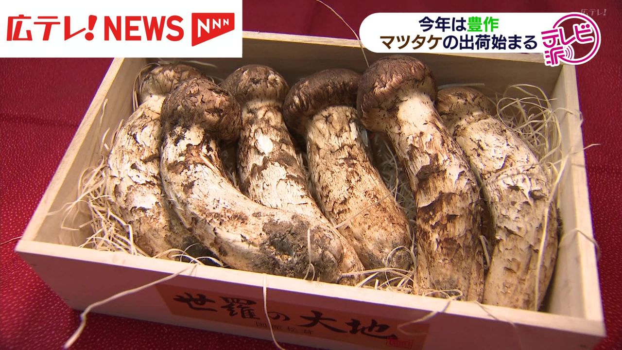 秋の代表的な味覚マツタケ 広島県でも入荷始まる （2024年10月9日掲載）｜日テレNEWS NNN