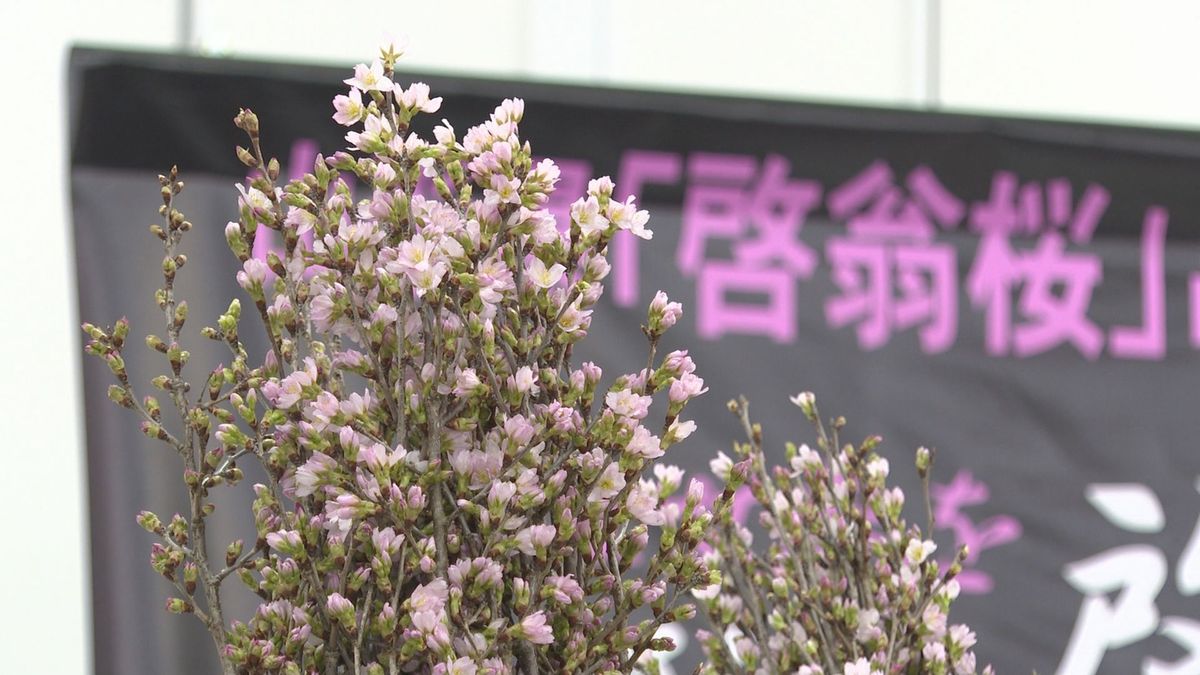 啓翁桜の品評会　山形県知事賞に白鷹町のサンファームしらたか　栽培して30年で初の栄冠