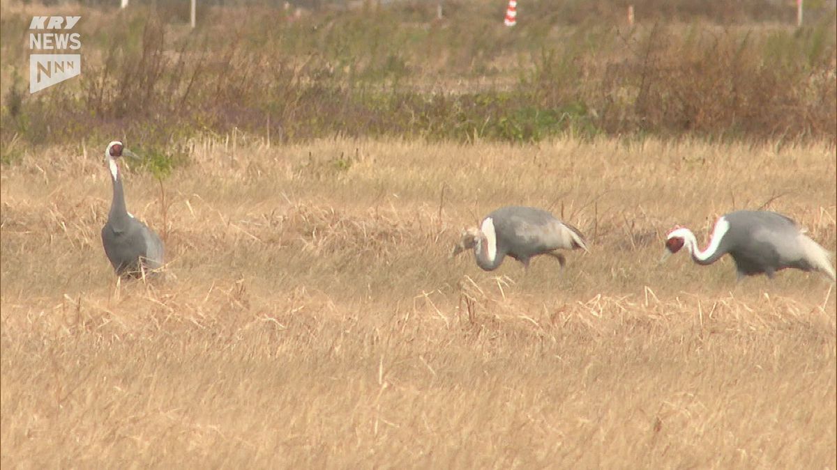 マナヅルが下関の田んぼに飛来！エサをついばむ3羽をそっと見守ってほしい