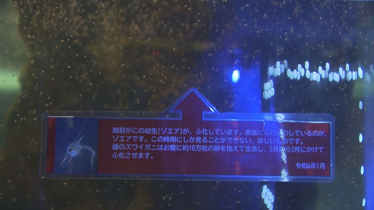 「越前がに」赤ちゃん、続々と誕生　今はまだ体長3ミリ“プランクトン”状態　脱皮を繰り返してカニの姿に