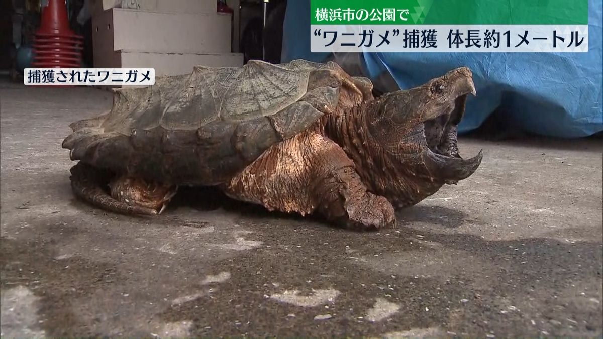 公園に体長約1メートルの“ワニガメ”…捕獲　横浜市