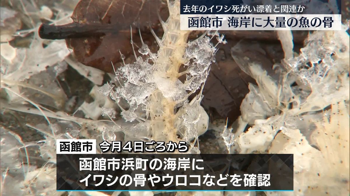海岸に大量の魚の骨…去年のイワシ大量漂着に関連か　北海道函館市