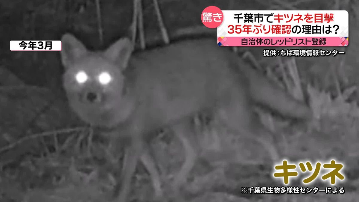 千葉市で「キツネ」目撃　自治体のレッドリスト登録も…“35年ぶり”確認のワケ