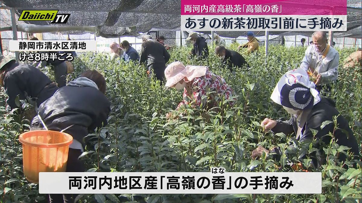 新茶初取引前に…“両河内”産高級茶葉「高嶺の香（はな）」の手摘み作業（静岡市清水区）