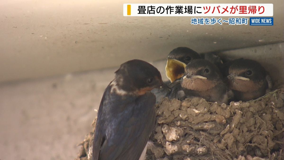 ツバメの恩返し！？ 畳店の作業場に今年も“里帰り” 客に幸運もたらす 山梨・昭和町 