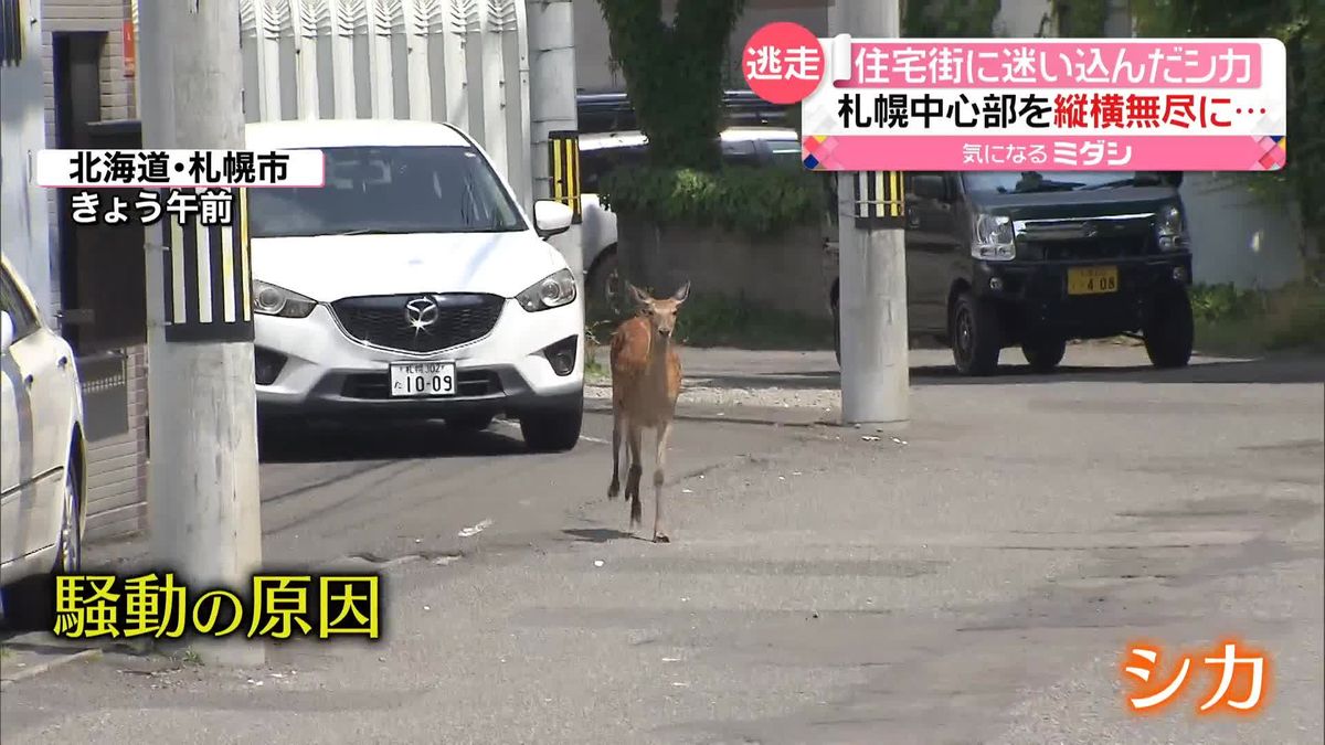 札幌の中心部に「シカ」出没　体長約1.2メートルのメス　住宅街に迷い込み…