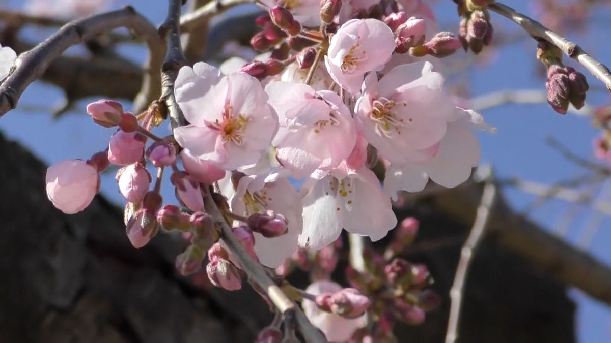 コロナ禍“花見自粛”桜を楽しむ新サービス