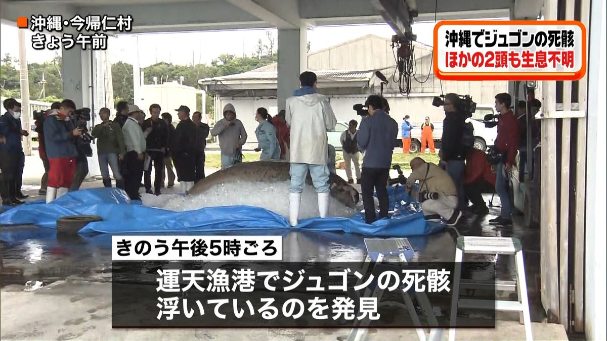 沖縄でジュゴンの死骸　他の２頭も生息不明