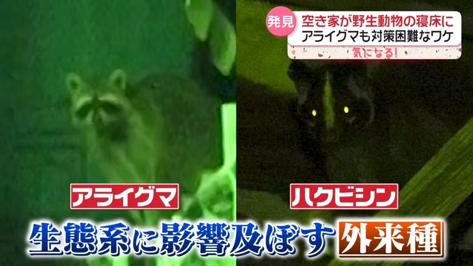 東京の「空き家」に潜む“野生動物”…ハクビシンやアライグマ　対策困難なワケは？