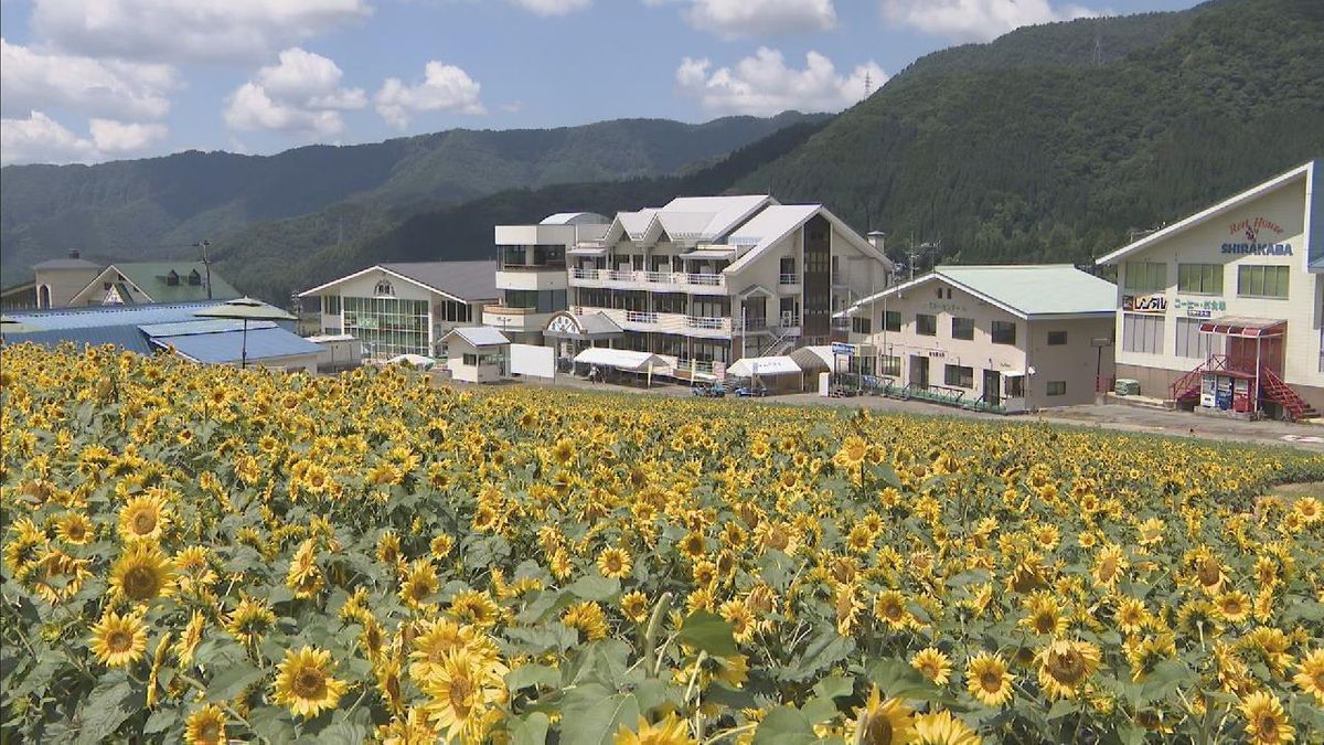 スキー場に10万本のひまわり　夏のゲレンデに咲き誇る　岐阜・高山市
