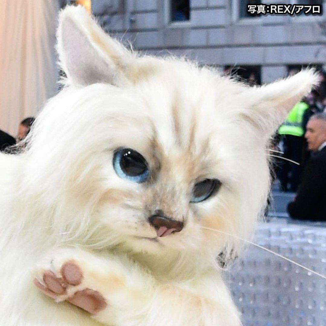 “猫の着ぐるみ”が世界的ファッションの祭典に　その正体はオスカー俳優【メットガラ】