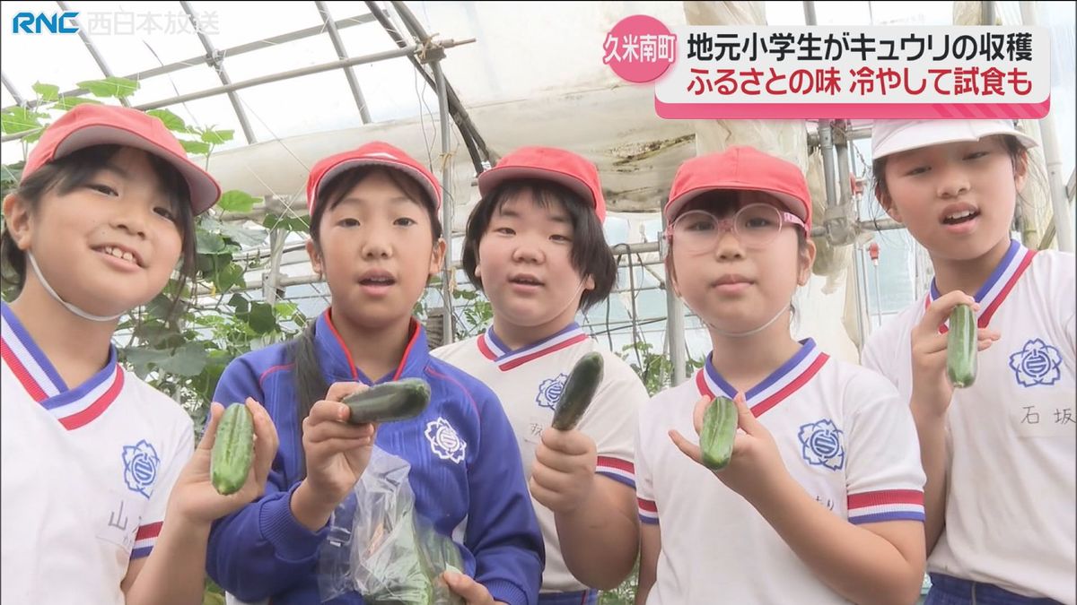 小学生がキュウリの収穫体験　久米南町