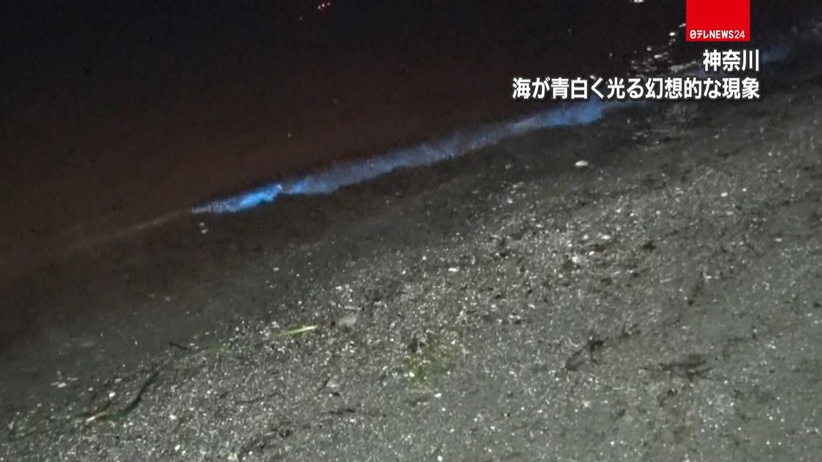 夜光虫か…海が青白く光る現象　横須賀市