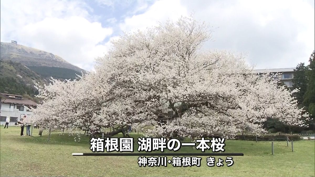 樹齢１００年「湖畔の一本桜」満開　箱根町