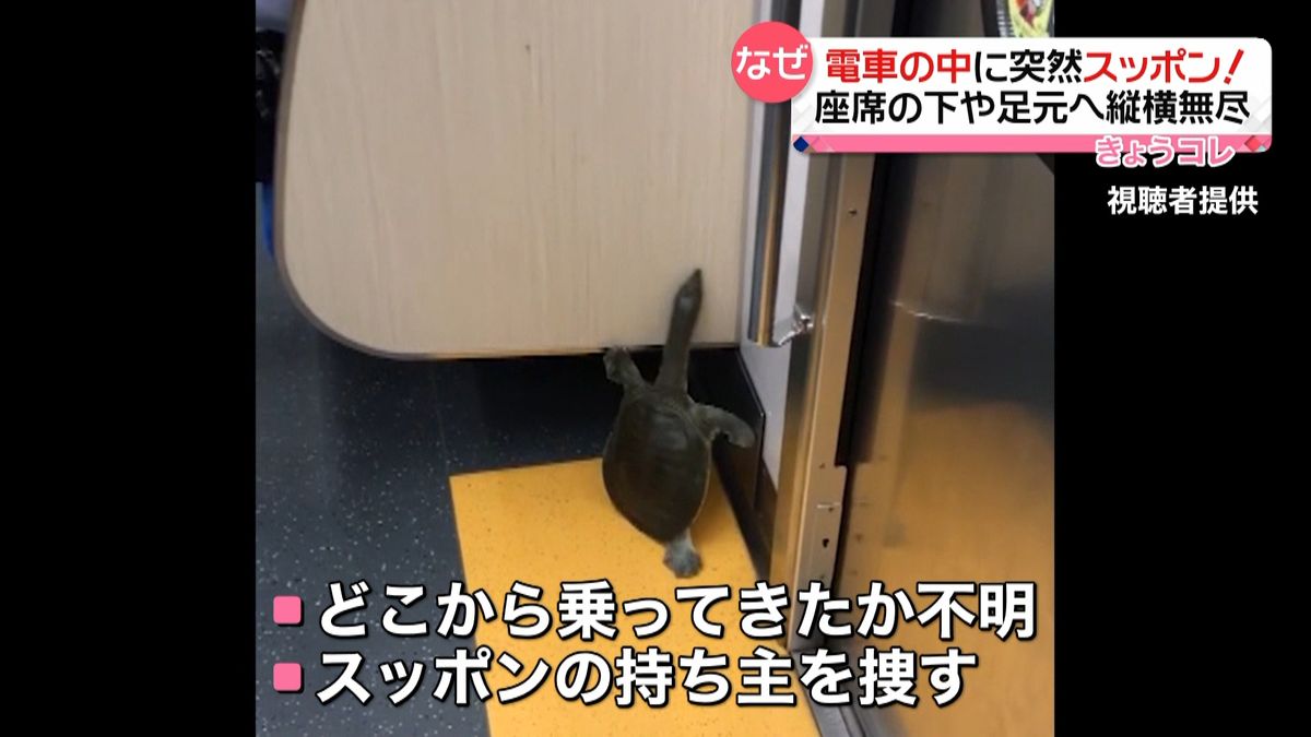 地下鉄の電車内にスッポン…“持ち主”捜す