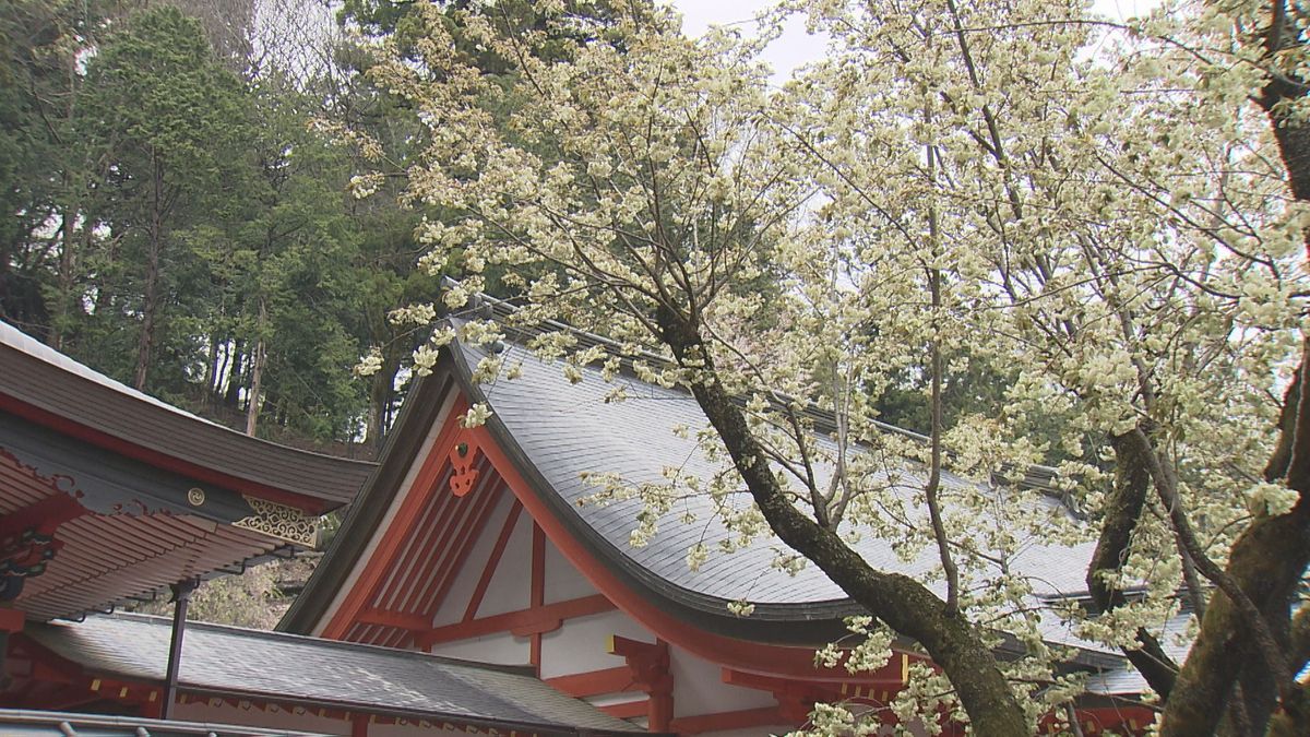 甲府・金桜神社 御神木の「ウコン桜」満開 あと数日で八重桜も 山梨県