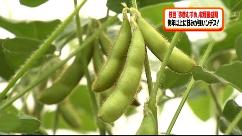 村の特産枝豆「弥彦むすめ」が収穫最盛期
