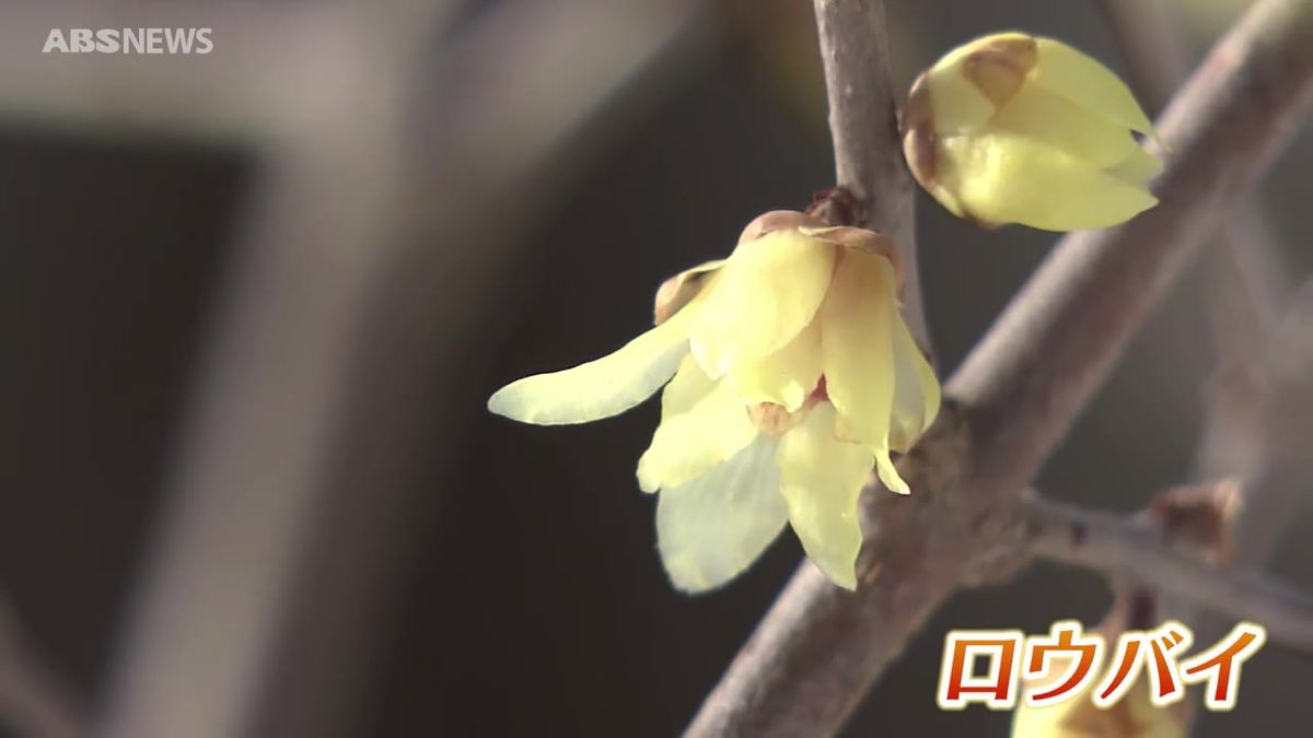 春を感じる陽気に　季節の花も咲き始める　なだれや落雪に注意を　秋田県