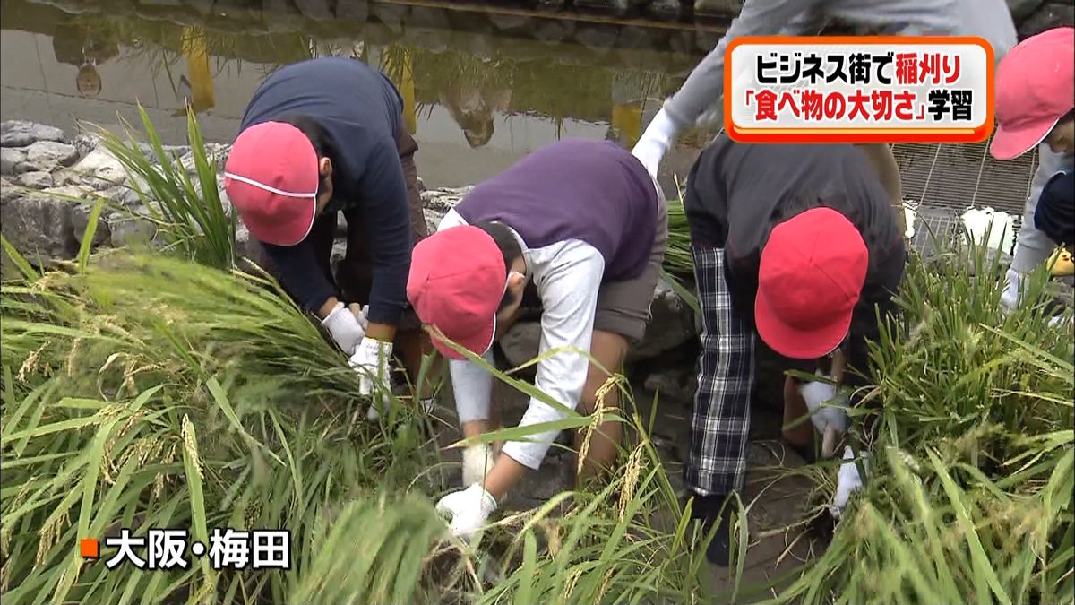 ビジネス街で小学生が稲刈り　大阪