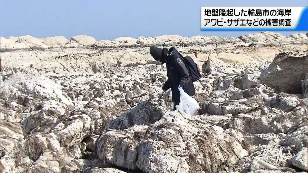 地盤隆起した石川・輪島市の海岸　海女らがアワビやサザエの被害状況を調査