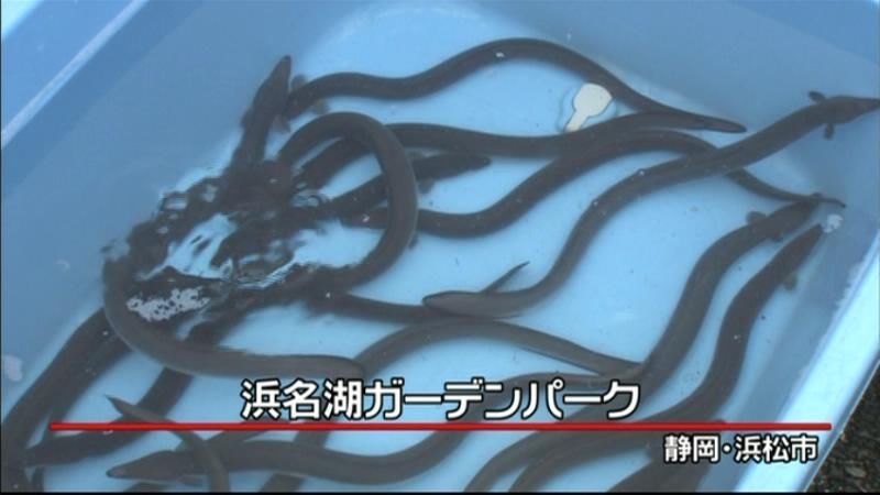 特産品で地域活性化！　浜名湖うなぎまつり