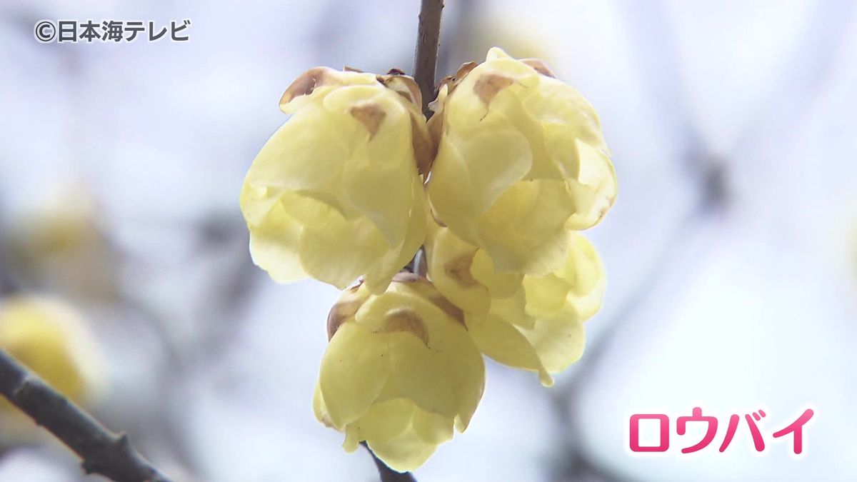 「春を待ちきれない」　透き通る黄色い“かれん”な花「ロウバイ」が見頃　鳥取県米子市