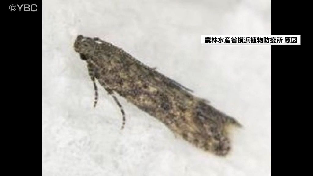 病害虫「トマトキバガ」山形県内でも初めて確認される　雄の成虫　農作物の被害は未確認