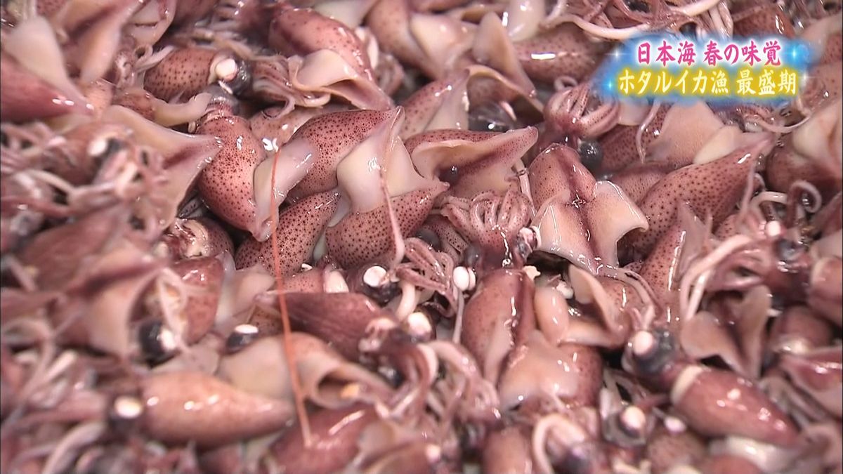 日本海の春の味覚「ホタルイカ漁」が最盛期