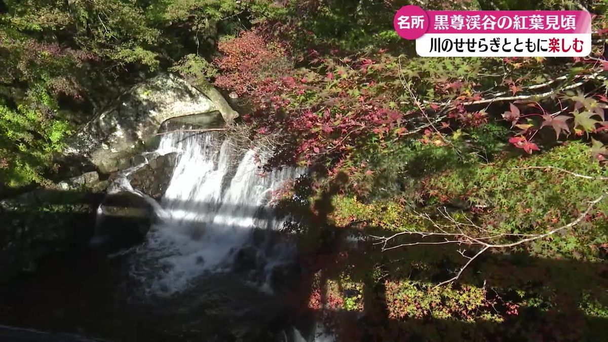 高知県内に寒気で一番の冷え込み！四万十市の黒尊渓谷の紅葉が見ごろに【高知】