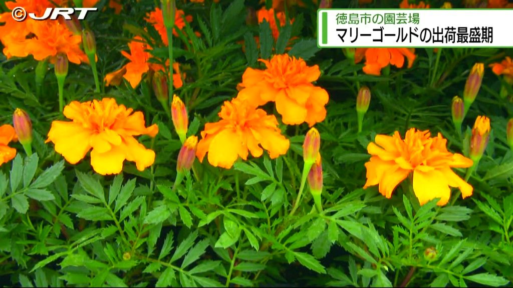 オレンジや黄色の花がまぶしい人気のマリーゴールド　徳島市の園芸場で出荷が最盛期【徳島】