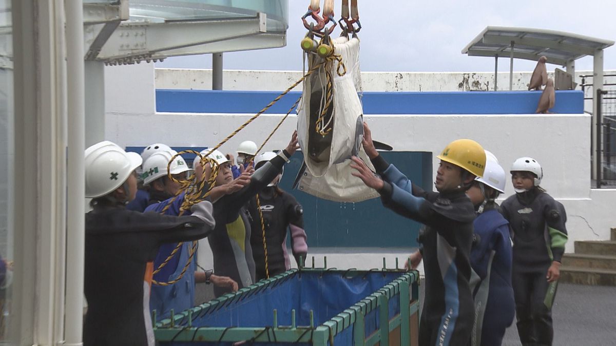 被災したイルカ、ふるさとへ戻る　のとじま水族館との“絆”　10か月間受け入れ、坂井市･越前松島水族館　健康状態を観察し、元の水槽へ