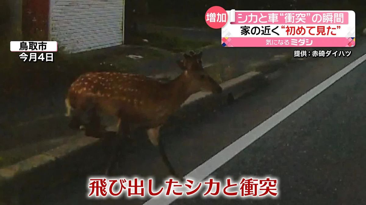 道路脇から飛び出し…シカ“衝突”の瞬間　ドアなど壊れ車を手放すことに　鳥取市