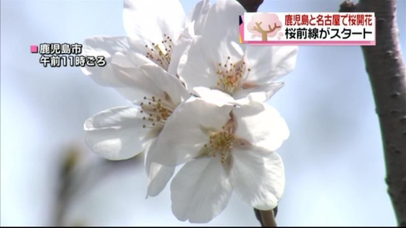 鹿児島、名古屋で桜開花　各地の開花予想は